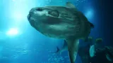 Sunfish City cover